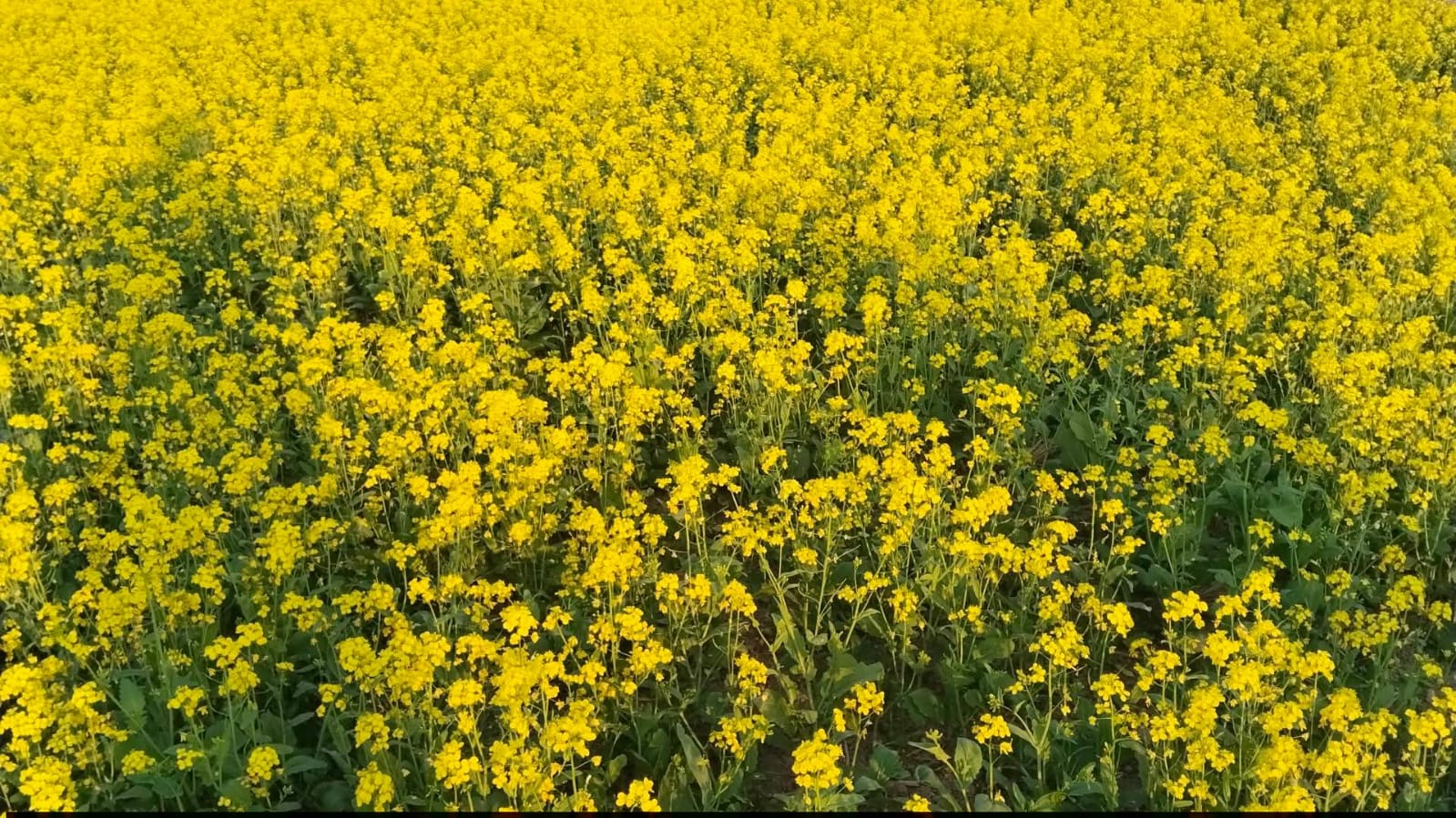 মধুপুরে সরিষার হলুদ ফুলে নতুন স্বপ্ন বুনছেন কৃষকরা