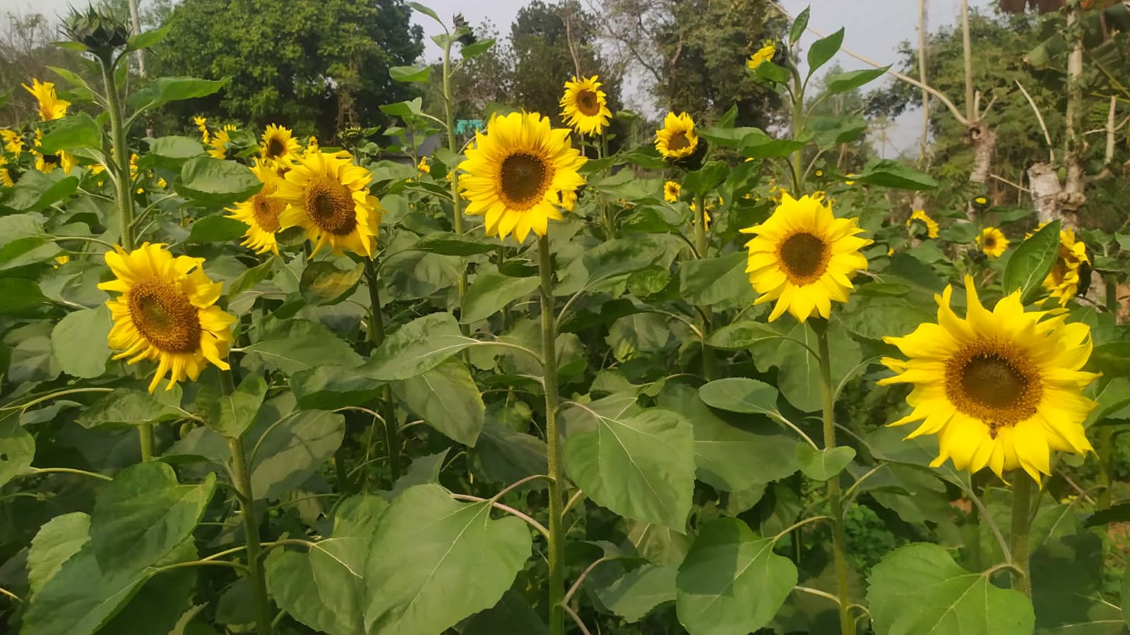 আনারসের রাজ্য মধুপুরে এবার নজর কাড়ছে সূর্যমুখী